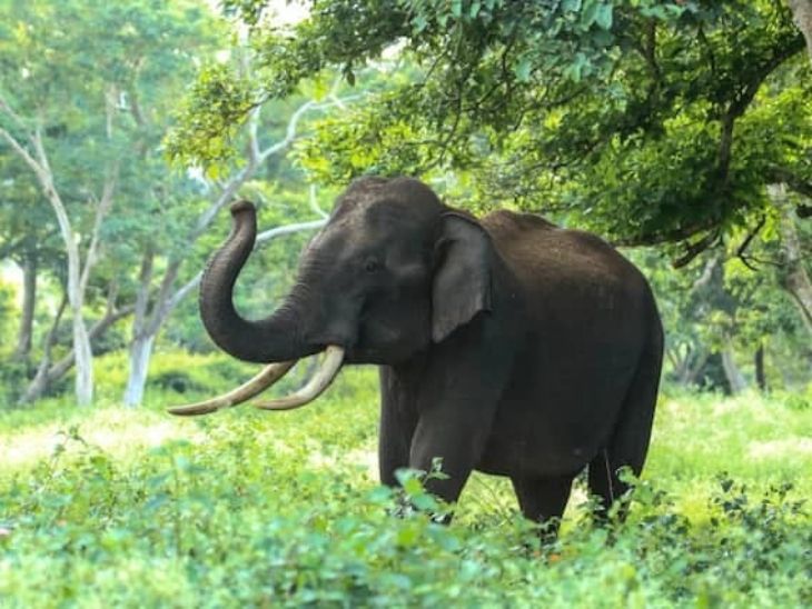 Elephant dies after getting stuck in electric fencing in Raigarh | रायगढ़ में करंट से नर हाथी की मौत: फसल सुरक्षा के लिए लगाया था इलेक्ट्रिक फेंसिंग, मरने के बाद पैरा में छुपा दिया था लाश