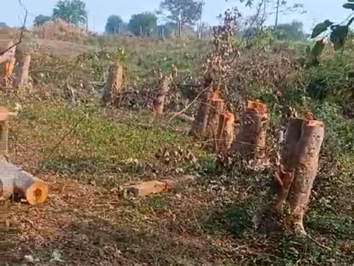 Banned Kauha tree cut without permission in Mahasamund | महासमुंद में बिना इजाजत के काटा प्रतिबंधित कौहा पेड़: लगानी और सरकारी जमीन में लगे थे, SDM बोले- शिकायत के बाद होगी कार्रवाई – Mahasamund News